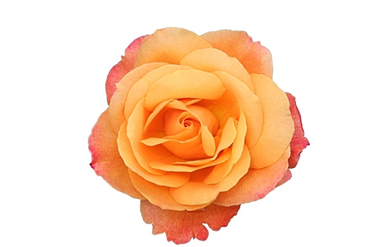 漂亮,隔绝,橙色,粉红玫瑰,花