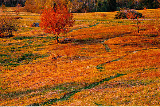 秋天,草地,新布兰斯维克,加拿大