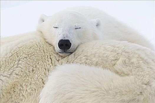 睡觉,北极熊,丘吉尔市,曼尼托巴,加拿大