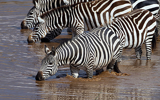 斑马,马,喝,河,塞伦盖蒂,裂谷省,肯尼亚,非洲