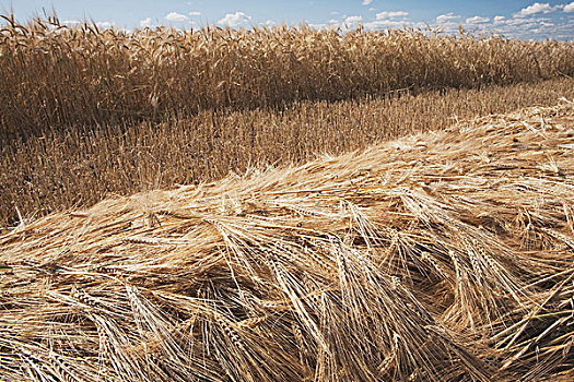 切削,成熟,小麦,土地,艾伯塔省,加拿大