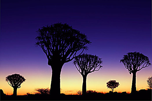 震动,树,树林,日落,基特曼斯胡普,纳米比亚,非洲