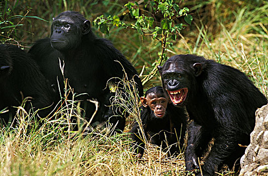 黑猩猩,锅,移镜头,鹪鹩,类人猿,球队,团队,群体,群,多,一个,女人,强势,姿势