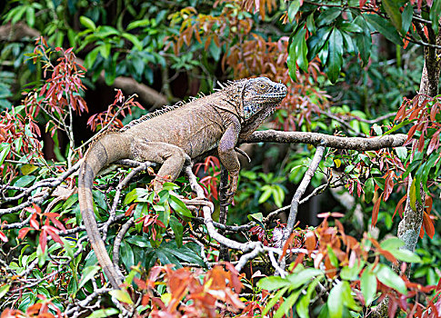 绿鬣蜥,躺着,树,哥斯达黎加,中美洲