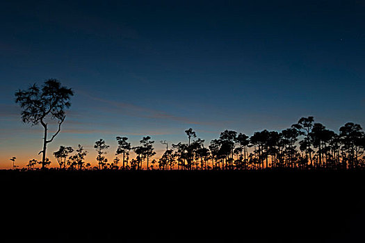 树,逆光,黎明,大沼泽地国家公园,佛罗里达,美国