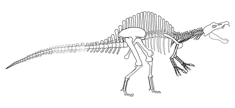 恐龙,骨骼