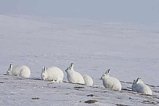 北极兔,兔属,群,岛屿,加拿大