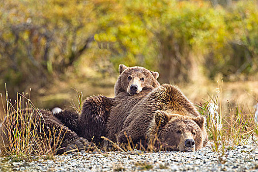 美国,阿拉斯加,卡特麦国家公园,大灰熊,幼兽,棕熊,休息,睡觉,背影,三文鱼,卵,河流