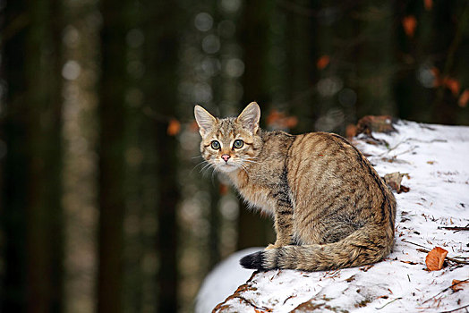 野猫科动物,斑貓,幼兽,雄性,坐,积雪,树干,黑森州,德国,欧洲