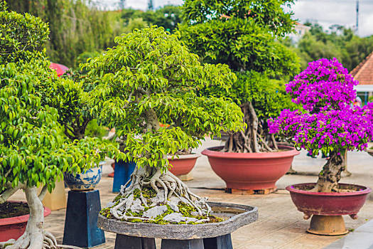 盆景,风景,微型,常青树,托盘