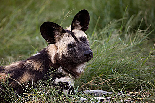 非洲野狗,非洲野犬属,成年,卧,草地,纳米比亚