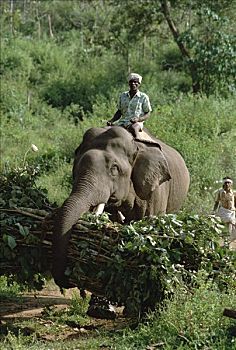 亚洲象,象属,枝条,训练者,骑,印度