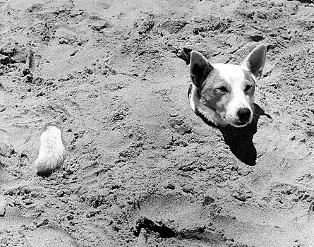 狗,掩埋,沙子,60年代,精准,地点,未知,英格兰