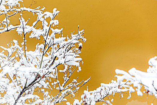 雪景雪枝黄色背景