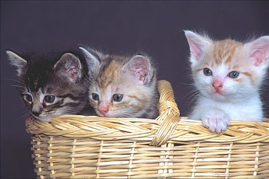 家猫,斑貓,小猫,篮子