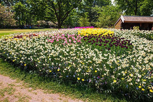 郁金香,地点,库肯霍夫花园,荷兰
