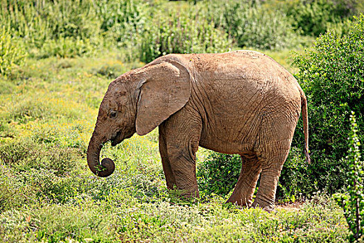 非洲象,幼兽,进食,觅食,阿多大象国家公园,东开普省,南非,非洲