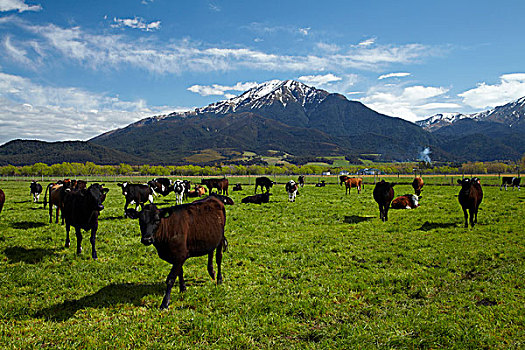 母牛,山,靠近,坎特伯雷,南岛,新西兰