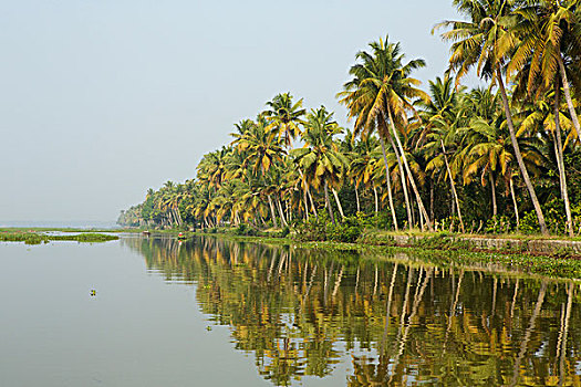 棕榈树,水边,喀拉拉,印度