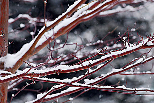 积雪,树枝,冬天,公园
