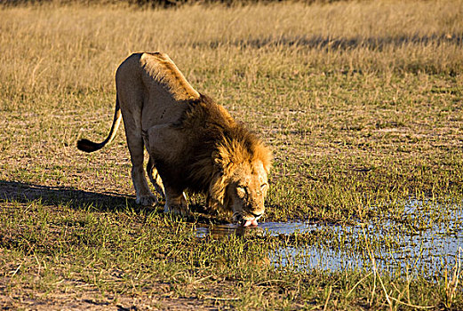 狮子,喝,水,马瑞米国家公园,莫勒米野生动植物保护区,奥卡万戈三角洲,博茨瓦纳,非洲