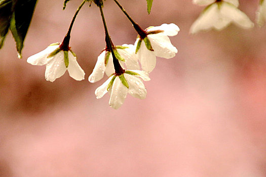 雨后樱花