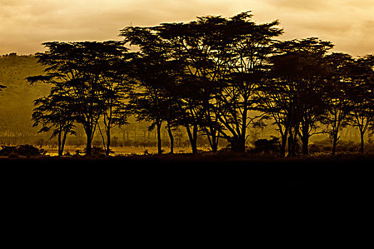 伞,刺,刺槐,黄昏,纳库鲁湖国家公园,肯尼亚,东非,非洲