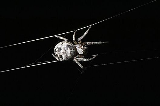 蜘蛛,网,特写