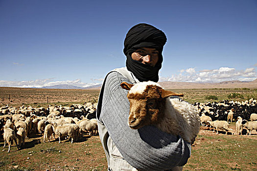 非洲,北非,摩洛哥,阿特拉斯山区,达德斯谷,牧羊人,拿着,绵羊
