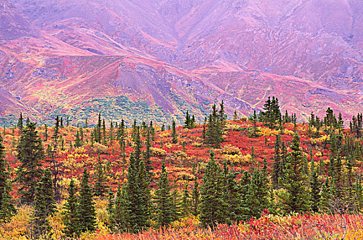 秋色,德纳里峰国家公园