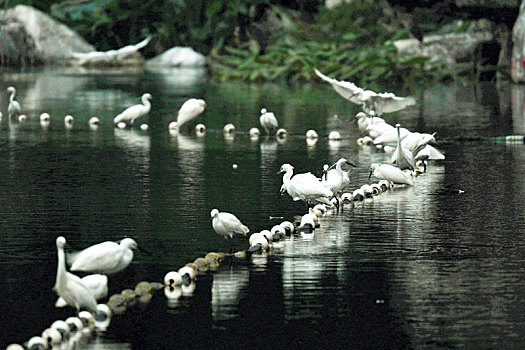 浣花溪公园的白鹭群