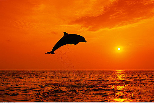 海豚,跳跃,日落