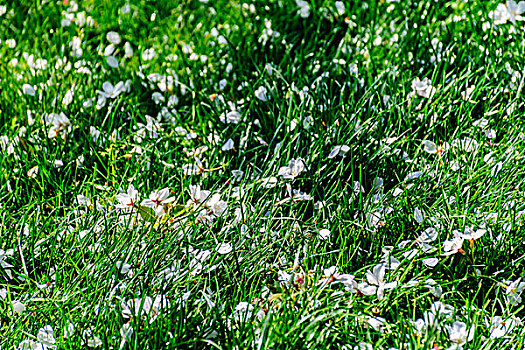 草地与樱花瓣
