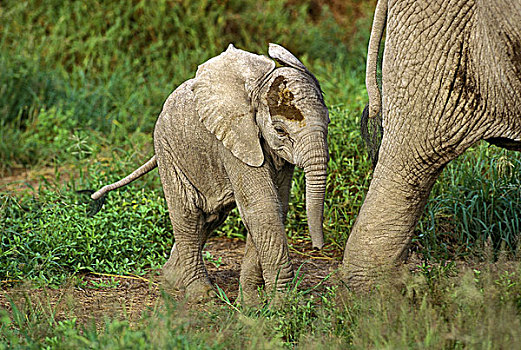 非洲象,幼兽,跟随,马赛马拉,公园,肯尼亚