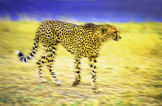 模糊,印度豹,禁猎区,南非