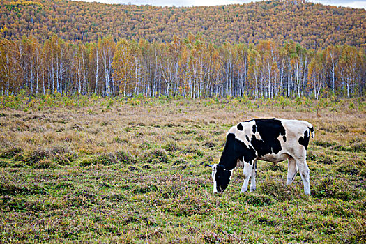 秋天牧场上的奶牛