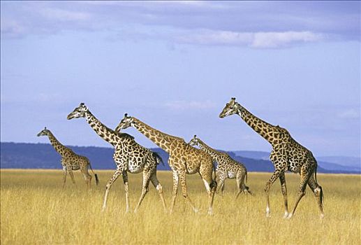 肯尼亚,马萨伊,长颈鹿