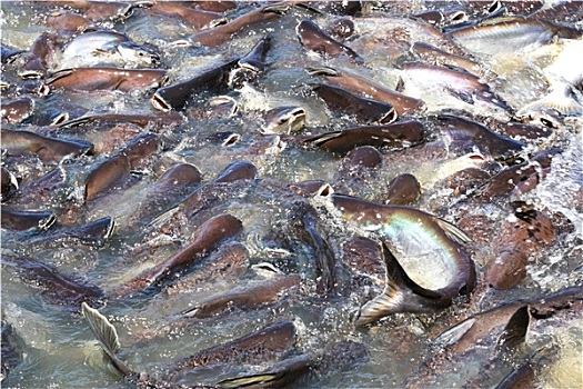 色彩斑斓,鲨鱼,鱼肉,河,泰国