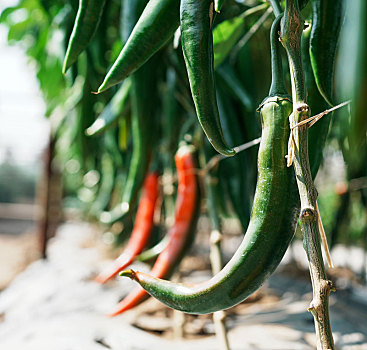 羊城广州番禺万顷沙农科院基地形色各异的辣椒