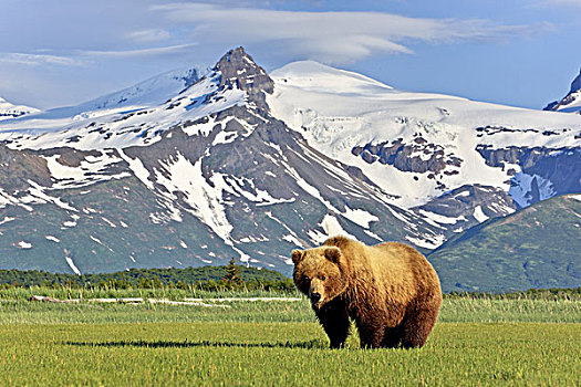 北美,美国,阿拉斯加,卡特麦国家公园,问好,湾,棕熊