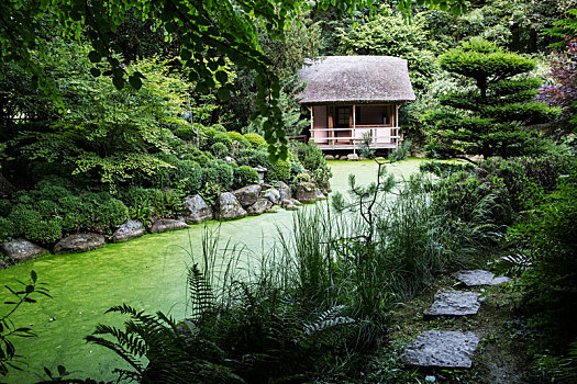 风景,小,茅草屋顶,小屋,树,日本茶,花园,小路,水塘