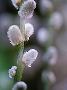 柔荑花,黄花柳,特写