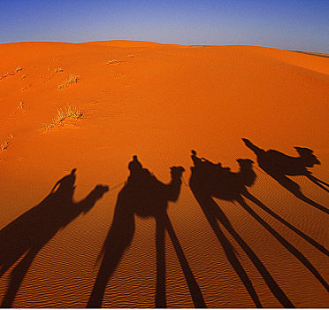 影子,骆驼,日出,撒哈拉沙漠,摩洛哥