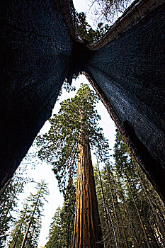 巨杉,红杉,着火,但是,安静,生活方式,马力剖萨小树林,优胜美地国家公园,加利福尼亚,美国