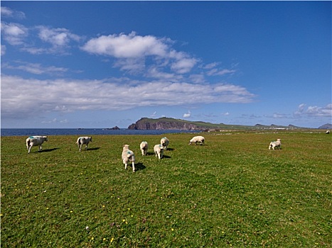 绵羊,海岸,爱尔兰