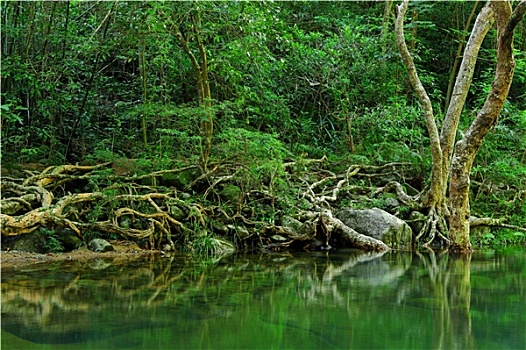 水,树林
