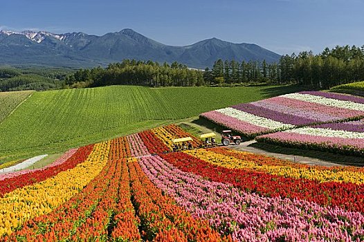 彩色,花坛,山,美瑛町,北海道,日本