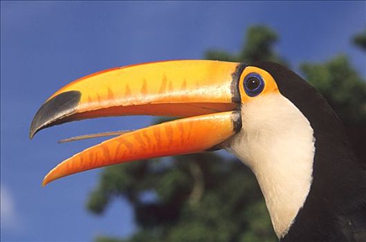 托哥巨嘴鸟,肖像,潘塔纳尔,巴西