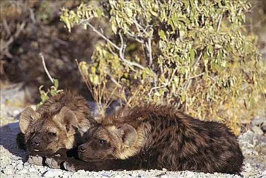 年轻,鬣狗,斑鬣狗,哺乳动物,埃托沙国家公园,纳米比亚,非洲,动物