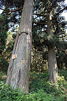 福建闽东屏南县黛溪镇古村落北墘村,古树柳杉